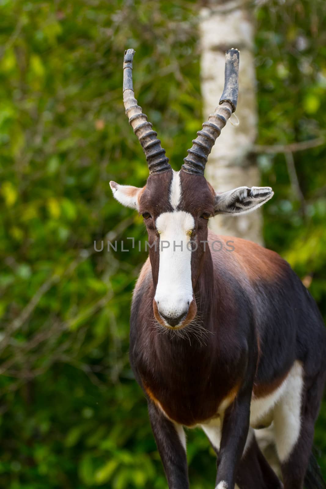 Bontebok Antelope in artificial habitat at zoo in Seattle, WA