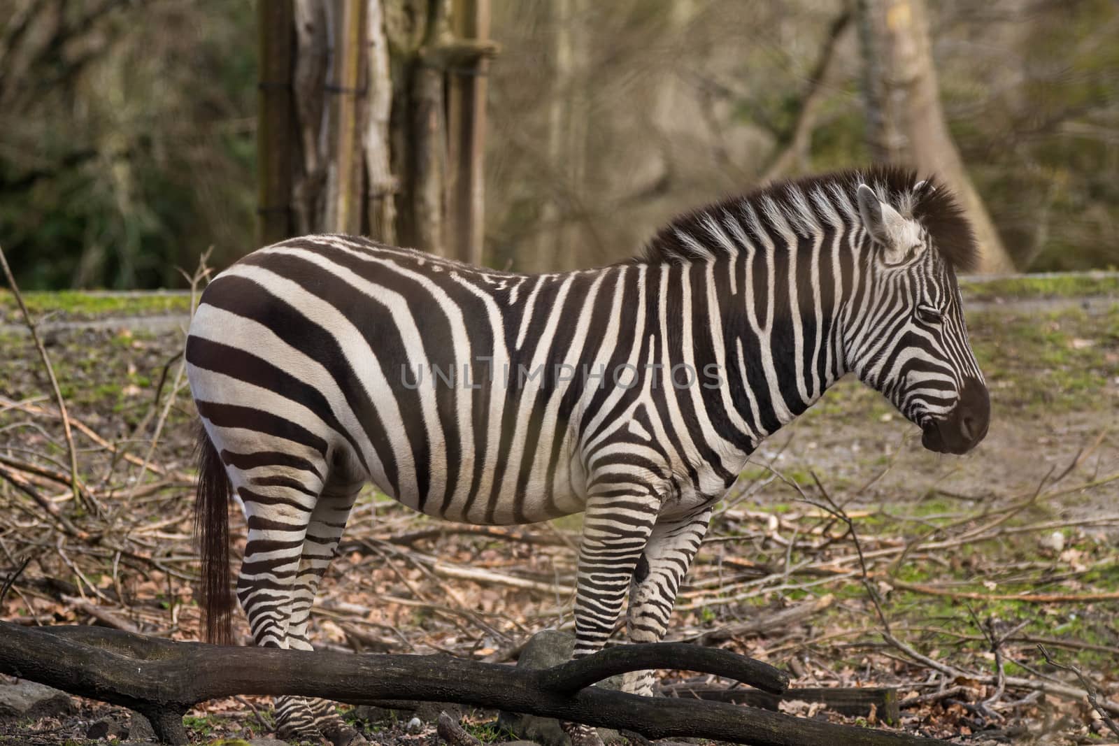 Zebra in artificial habitat at zoo in Seattle, WA