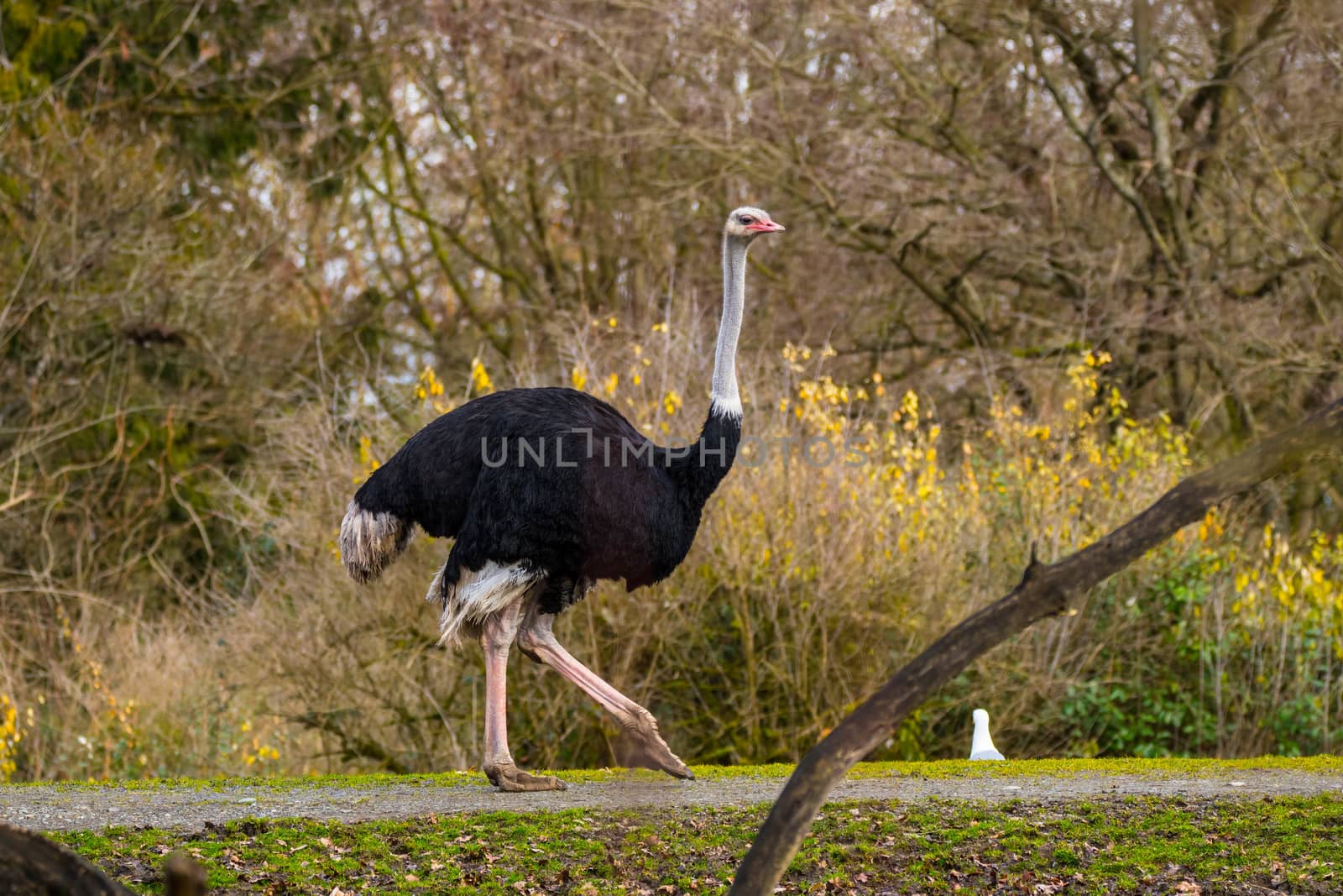 Ostrich in artificial habitat at zoo in Seattle, WA