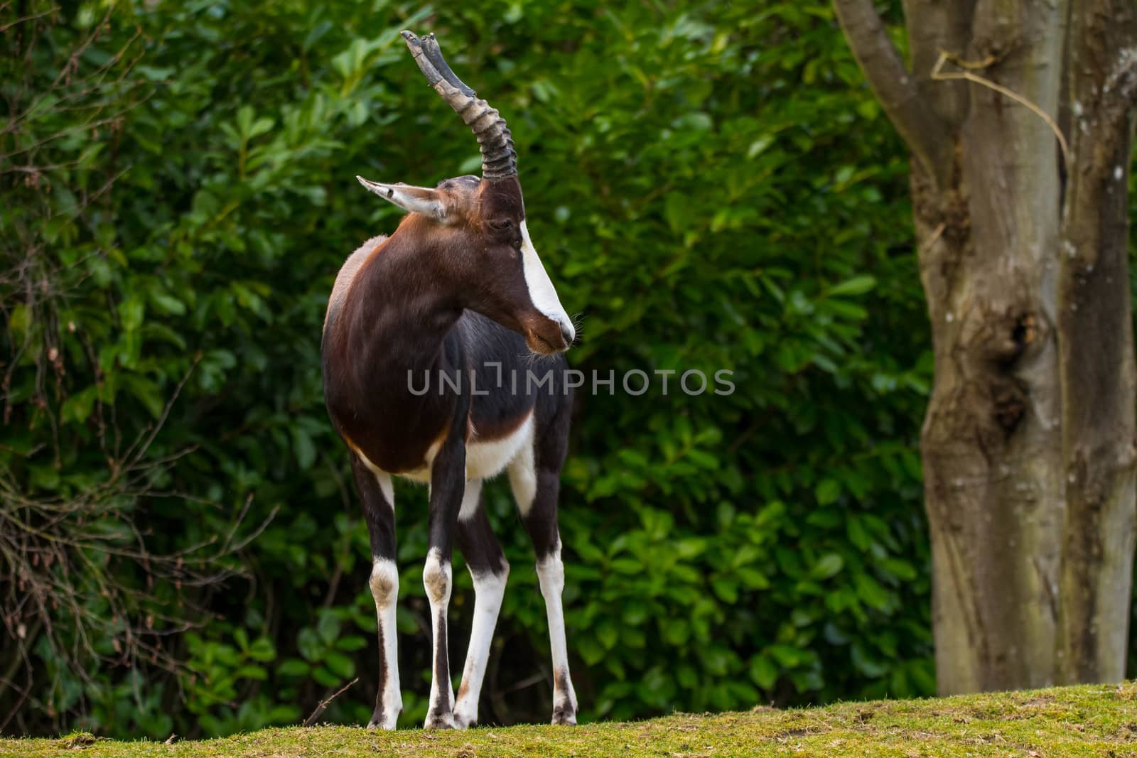 Bontebok Antelope at zoo by cestes001