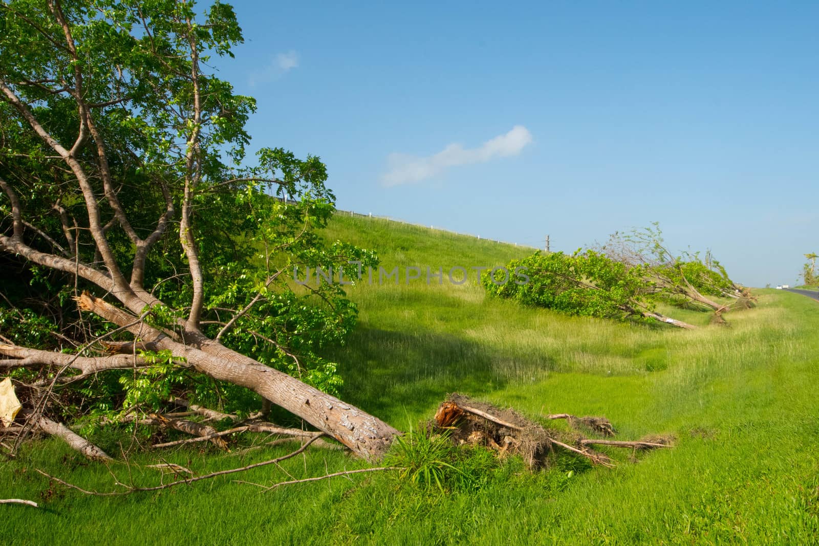 Trees blown over by force force of Huricane Maria winds