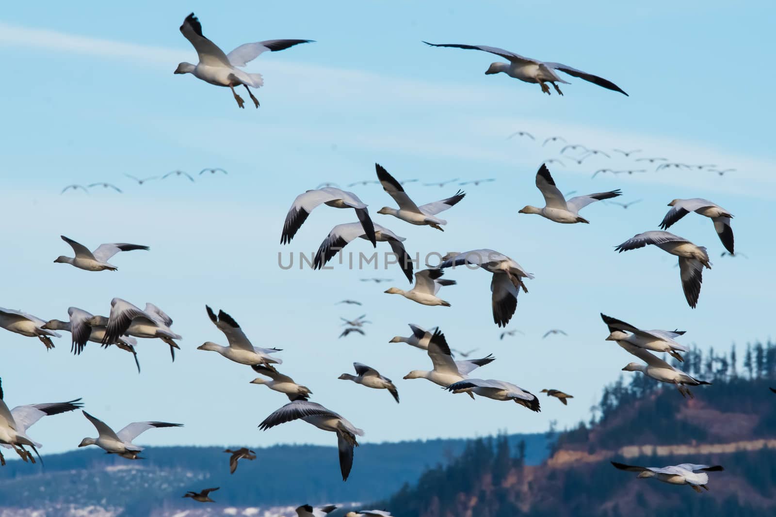 Snow Geese flying over Skagit Valley, WA