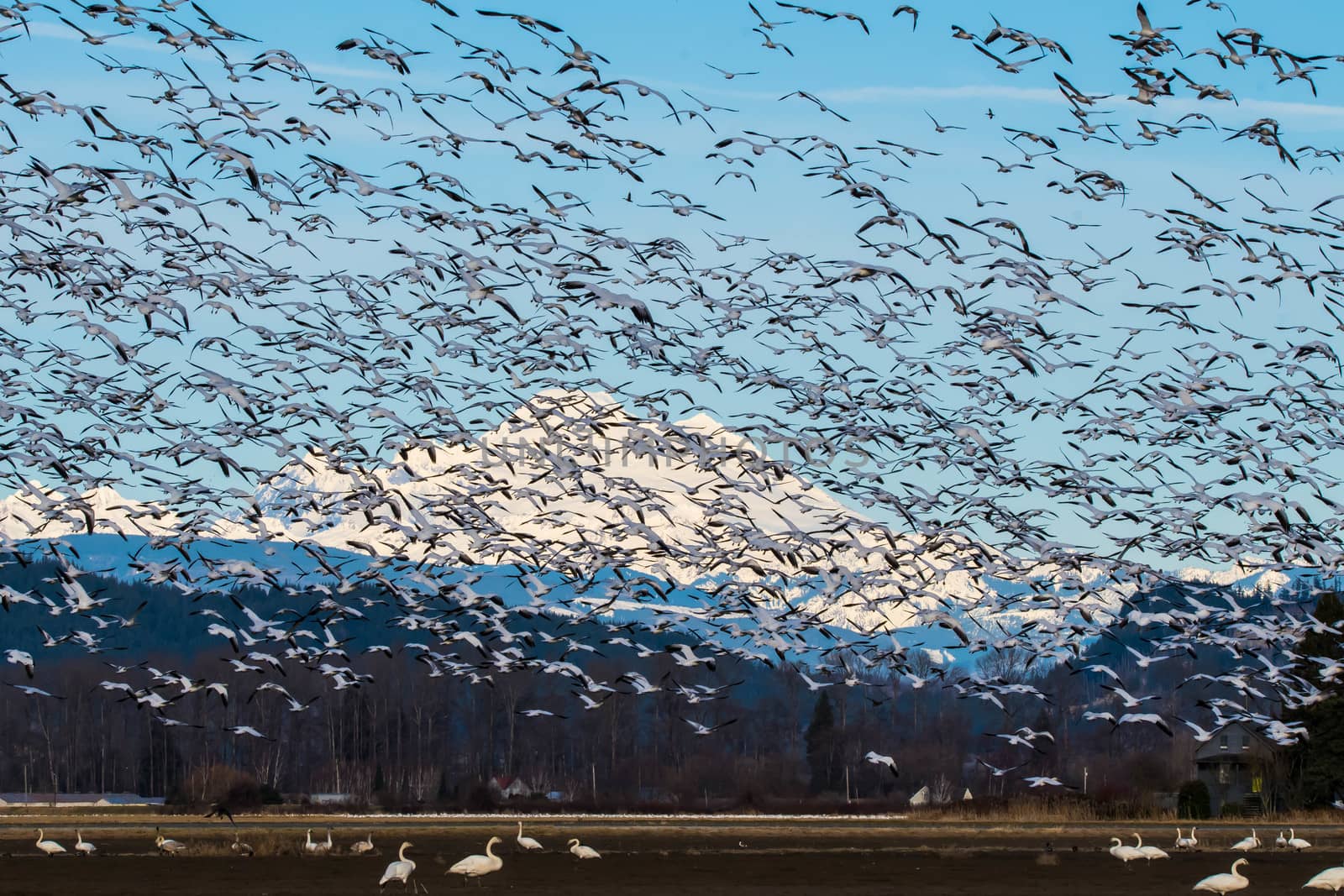 Snow Geese flying over Skagit Valley, WA during their annual migration