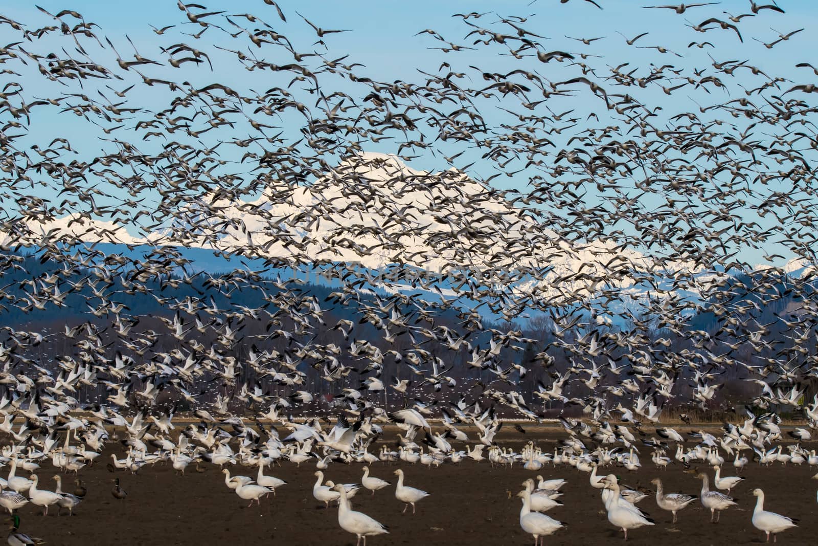 Snow Geese - Skagit Valley, WA by cestes001