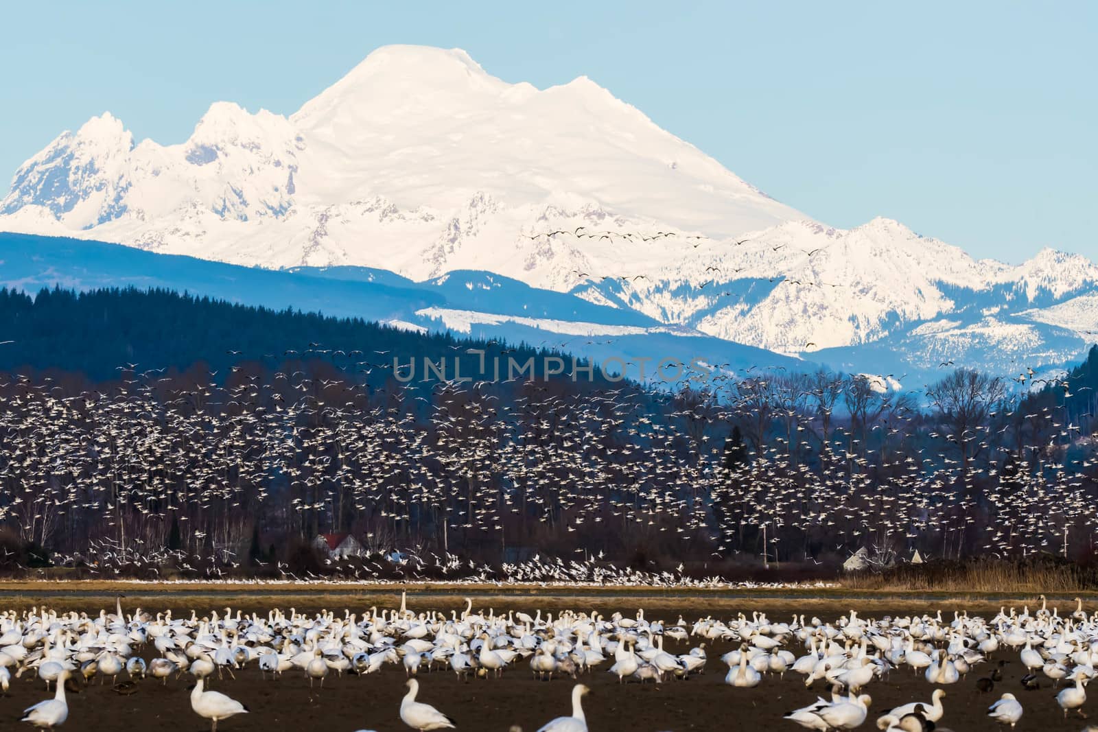 Snow Geese Feeding during their annual migration in Skagit Valley, WA