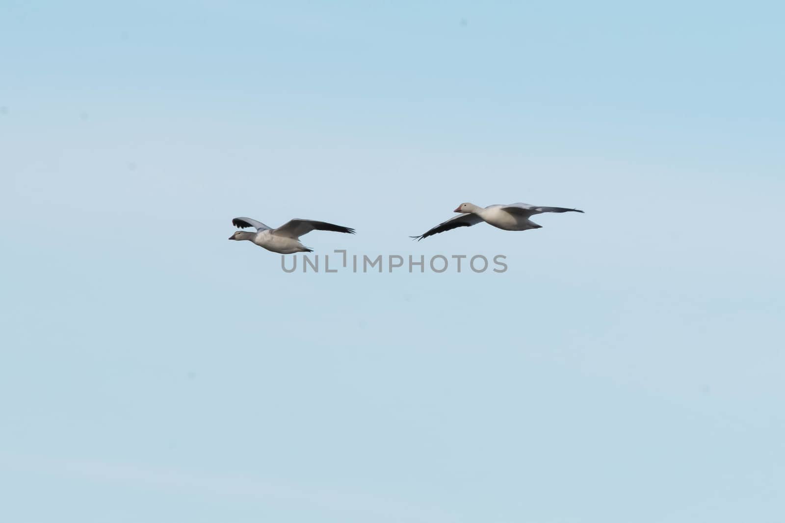 Snow Geese flying over Skagit Valley, WA by cestes001