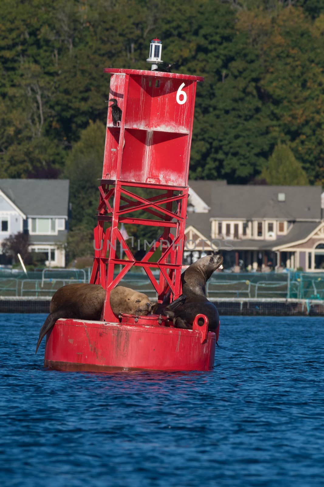 Sea Lions on Navigation Buoy by cestes001