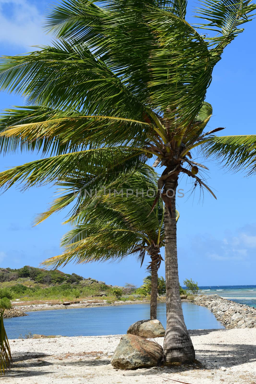 Palm Tree on Beach by cestes001