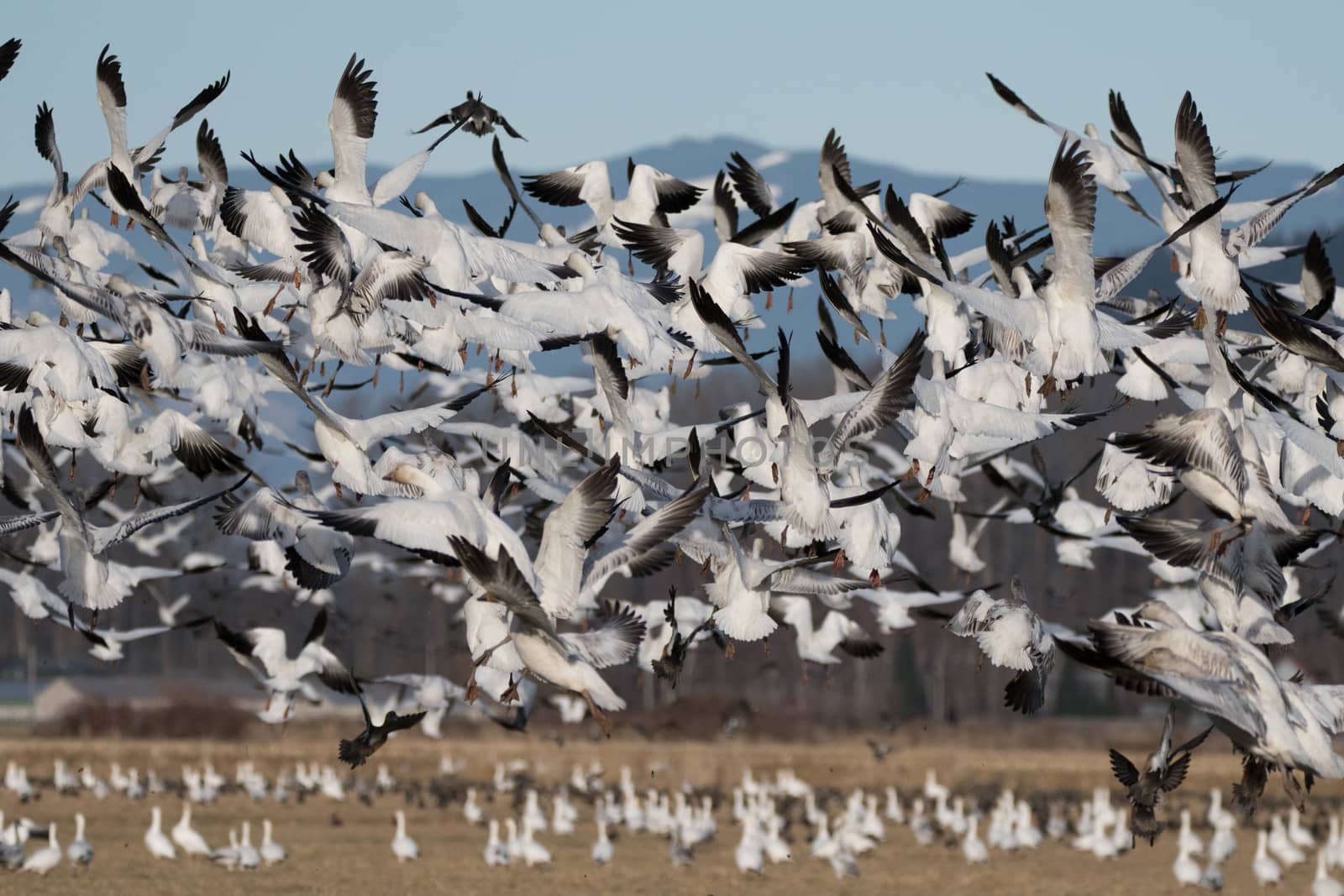 Snow Geese flying over Skagit Valley, WA