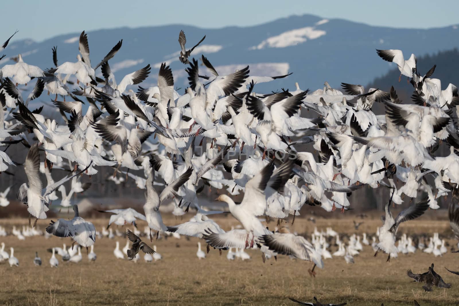 Snow Geese flying over Skagit Valley, WA