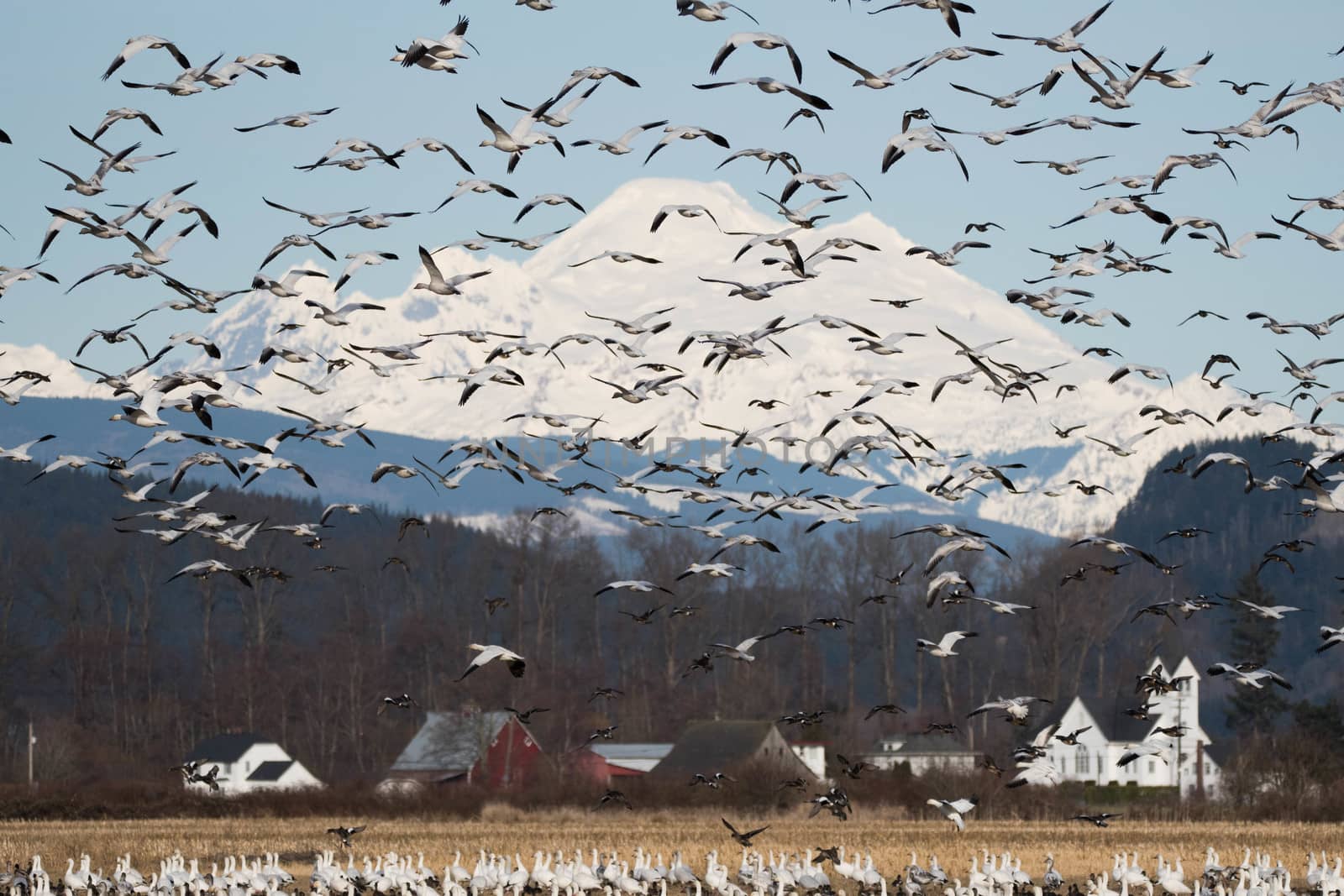 Snow Geese flying over Skagit Valley, WA with Mount Baker and church in the background.