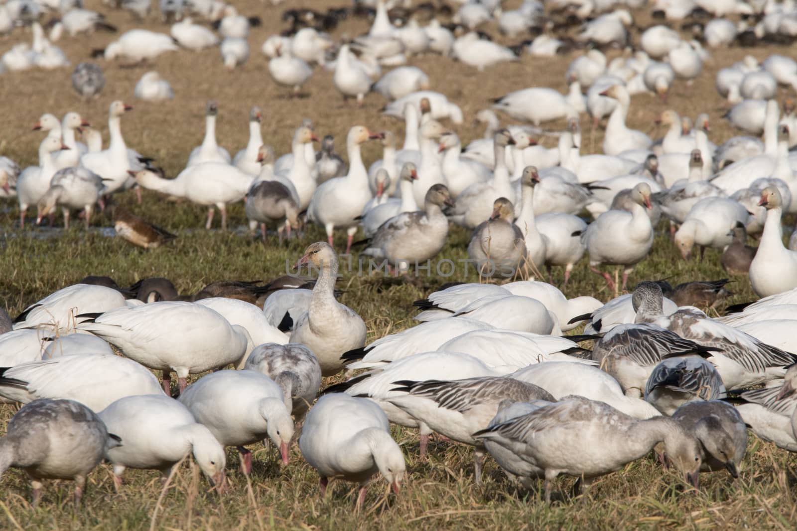 Snow Geese feeding in Skagit Valley, WA