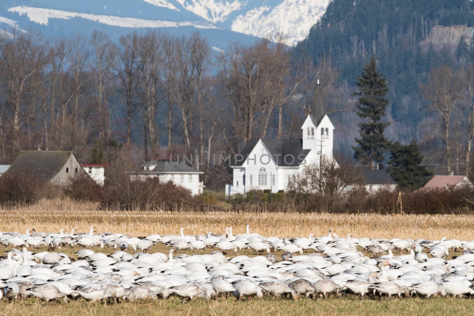 Snow Geese feeding in Skagit Valley, WA with church in the background