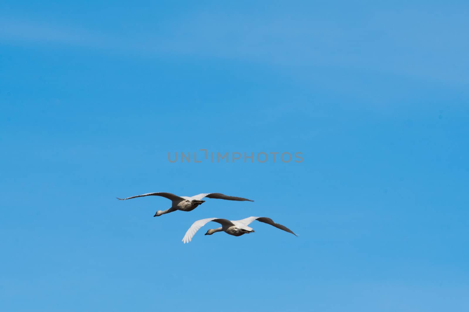 Trumpeter Swans in Flight against a clear blue sky in Washington's Skagit Valley