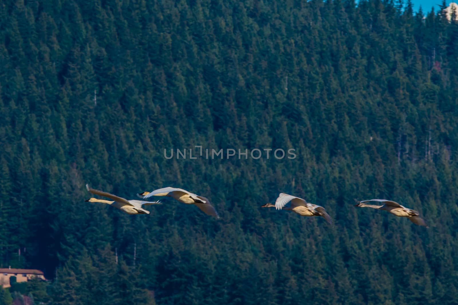 Group of Trumpeter Swans flying past wooded hillside in Washington State's Skagit Valley