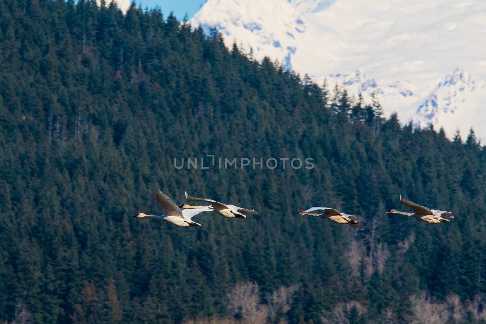 Group of Trumpeter Swans flying past wooded hillside in Washington State's Skagit Valley