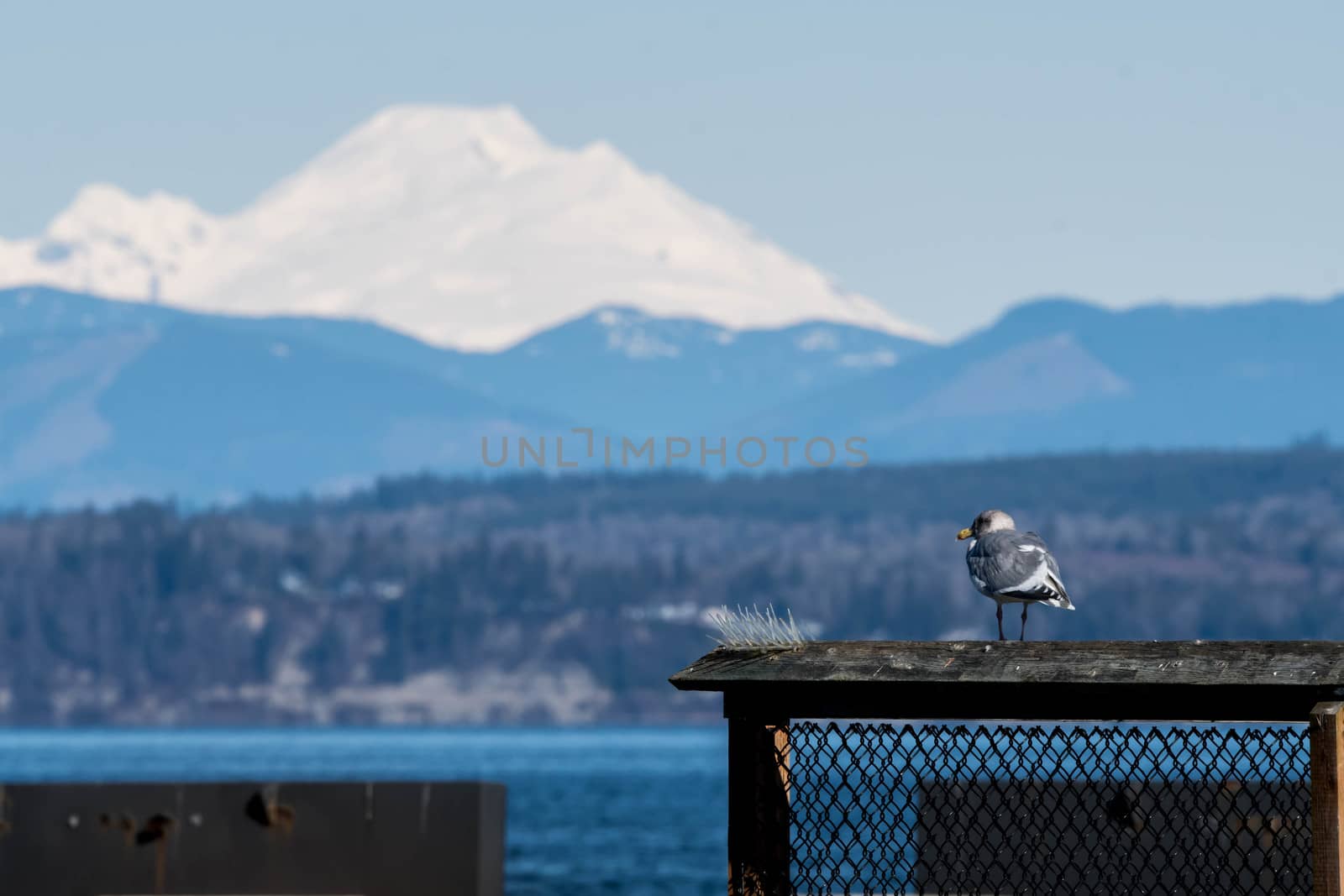 Seagull on railing in Mukilteo, WA by cestes001