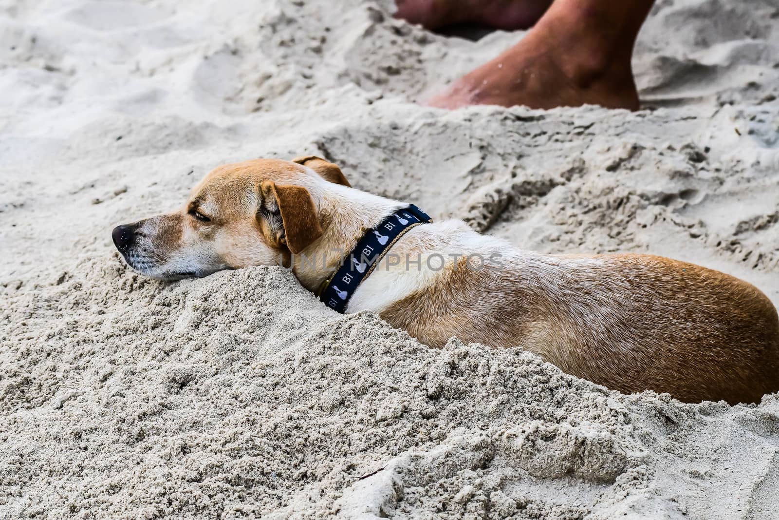 Dog in sand on beach by cestes001