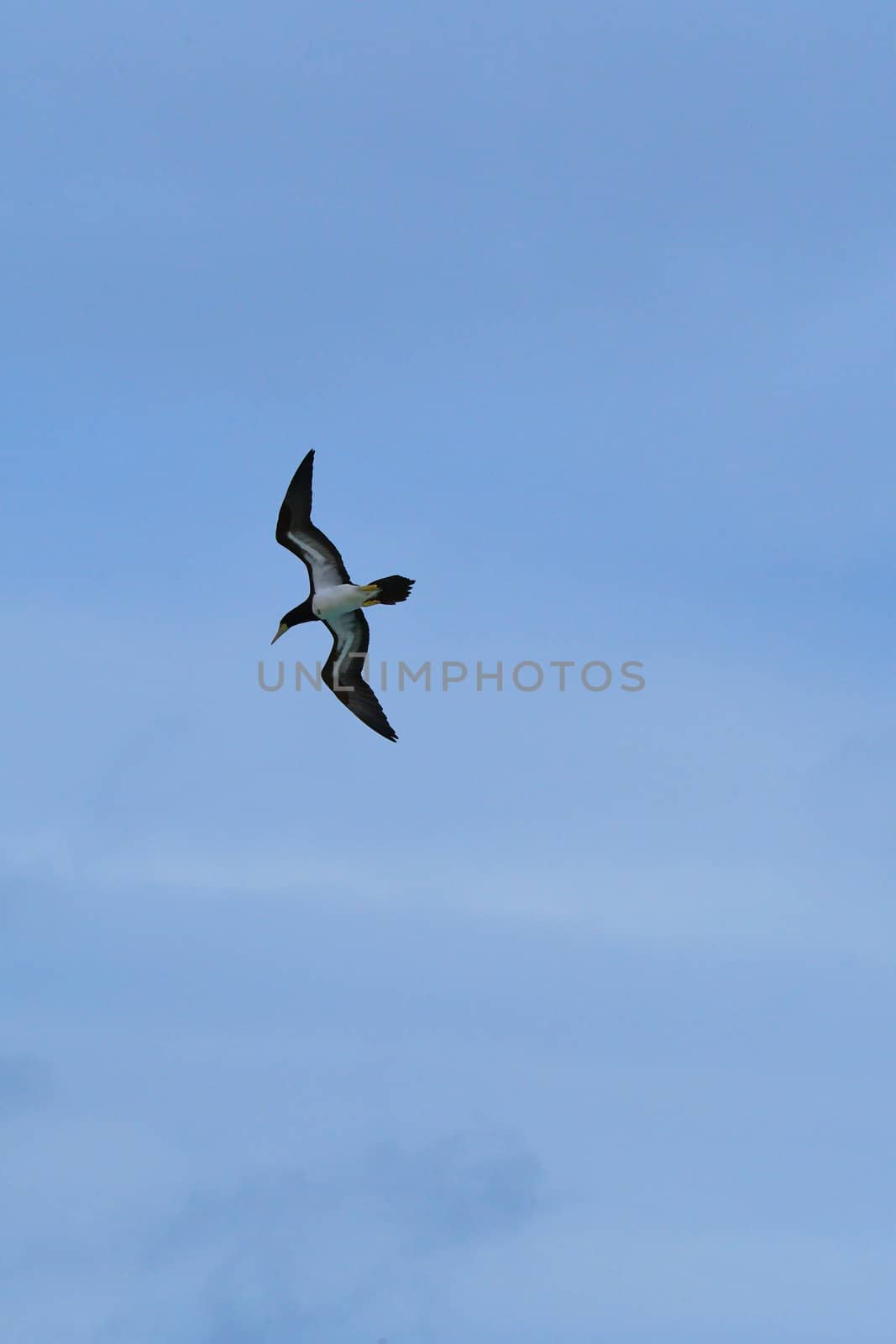 Frigate Bird in Flight by cestes001