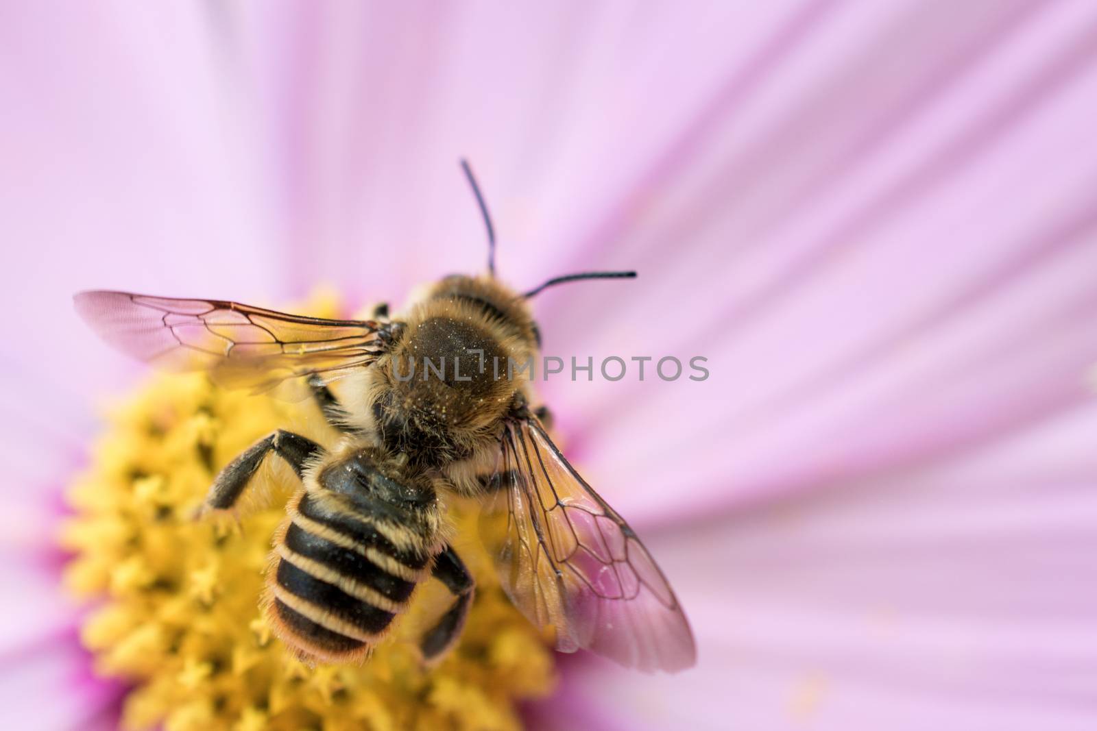 Bee on flower in nature on flowers in the nature