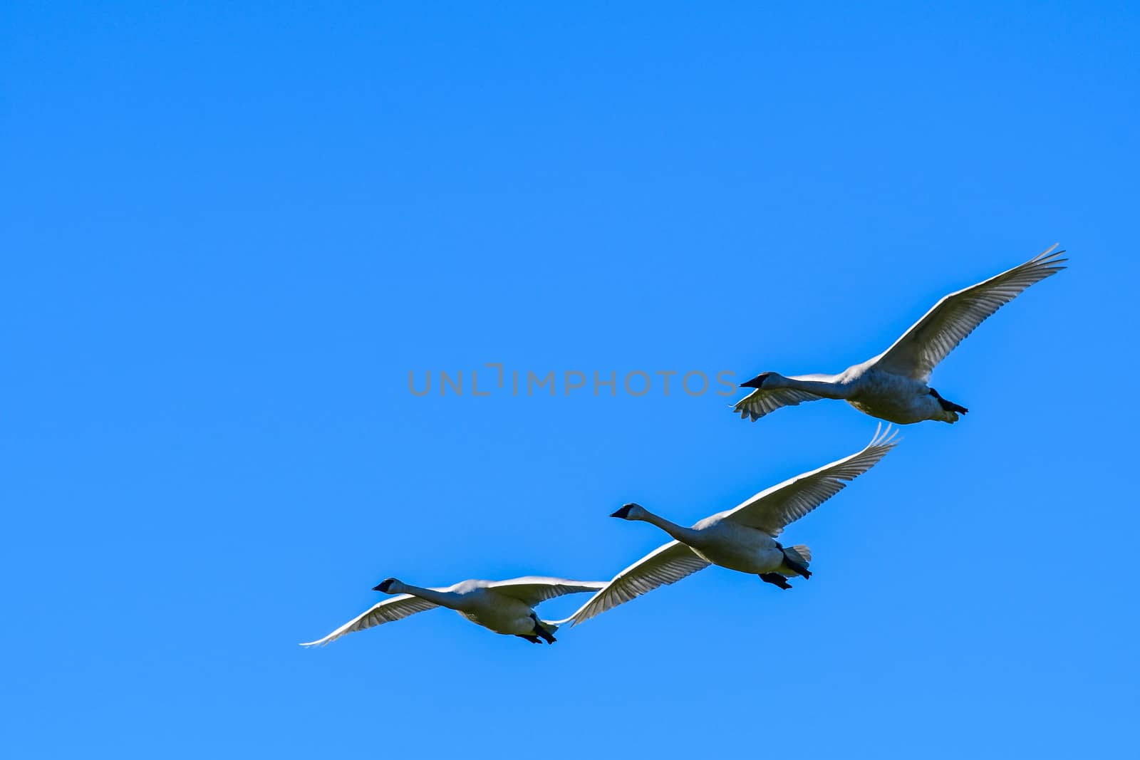 Trumpeter Swans in Flight  by cestes001