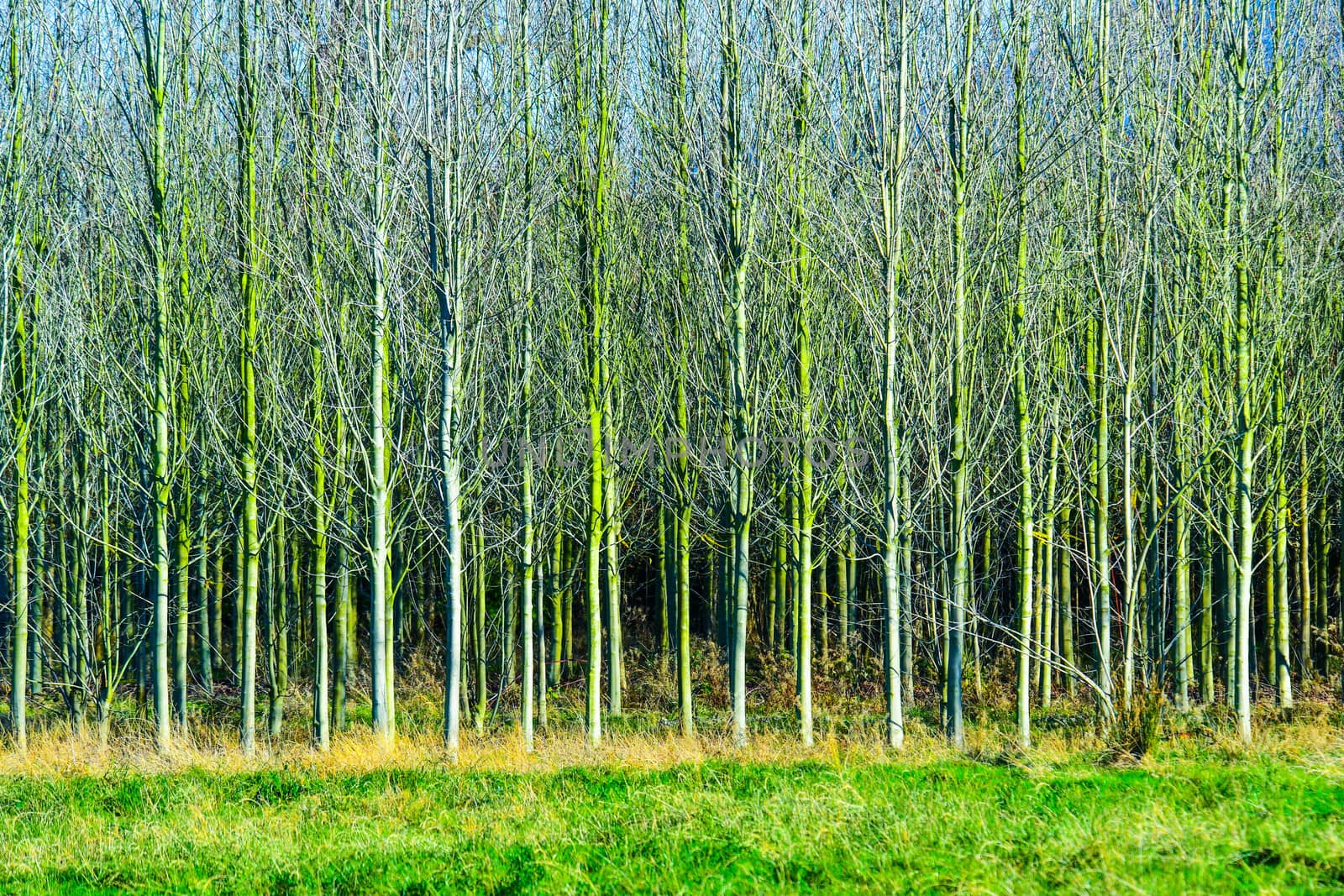 Moss covered Alders on Skagit Valley farm in Washington State in Winter.