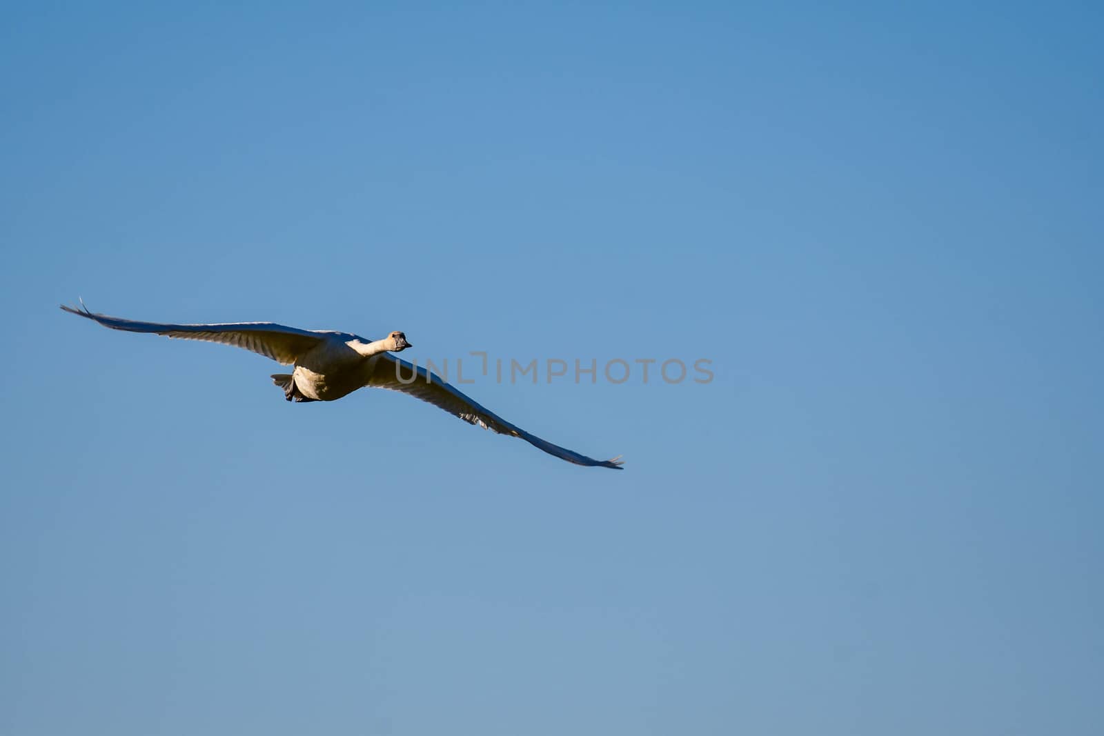 Trumpeter Swan in Flight  by cestes001