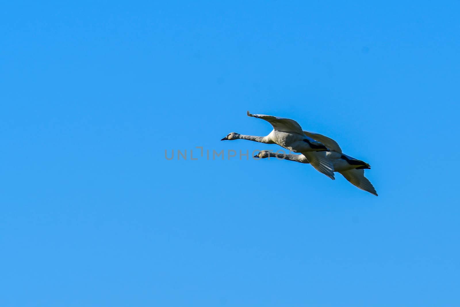 Trumpeter Swans in Flight against a clear blue sky in Washington's Skagit Valley