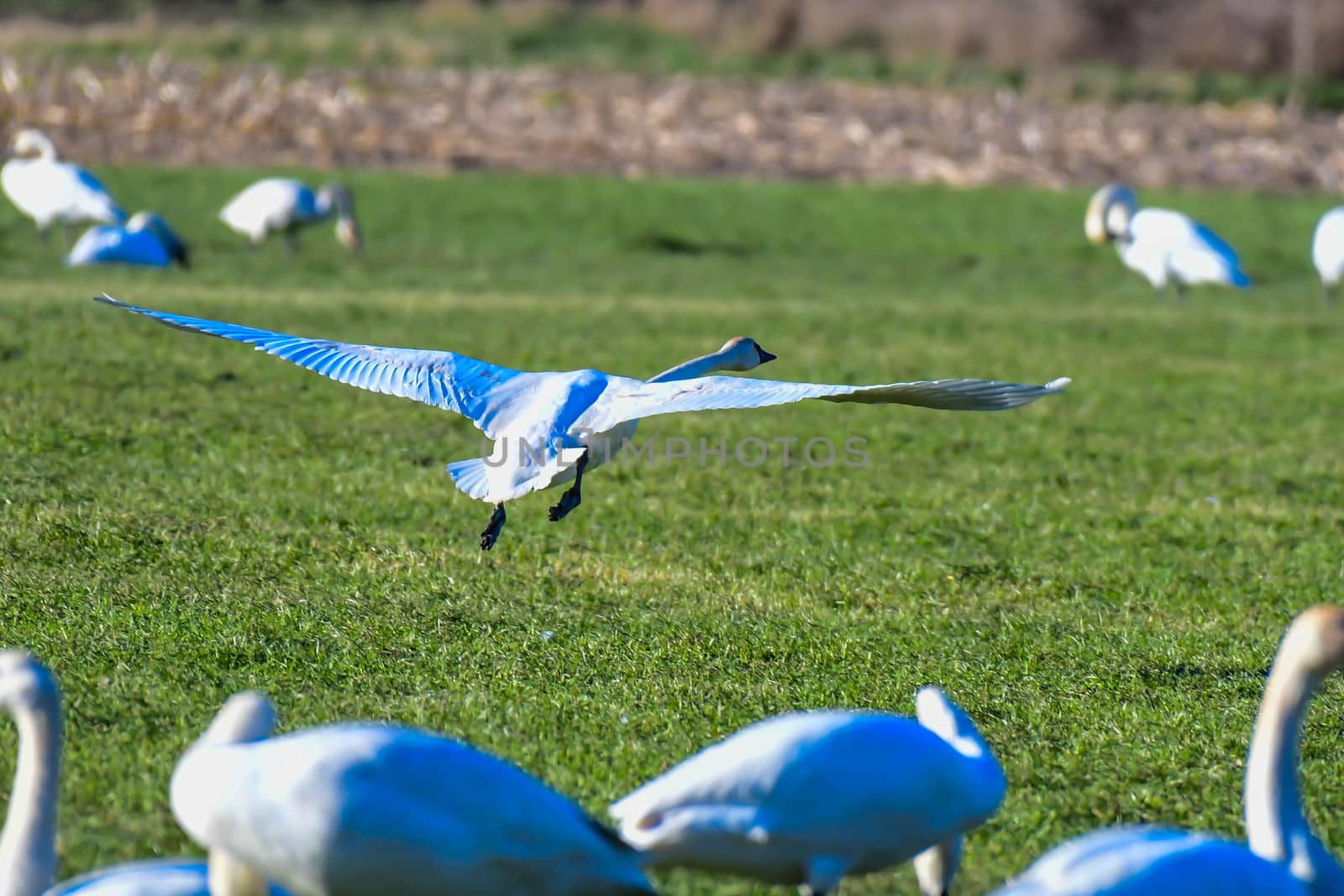 Trumpeter Swan taking  flight from farm field in Skagit Valley, WA