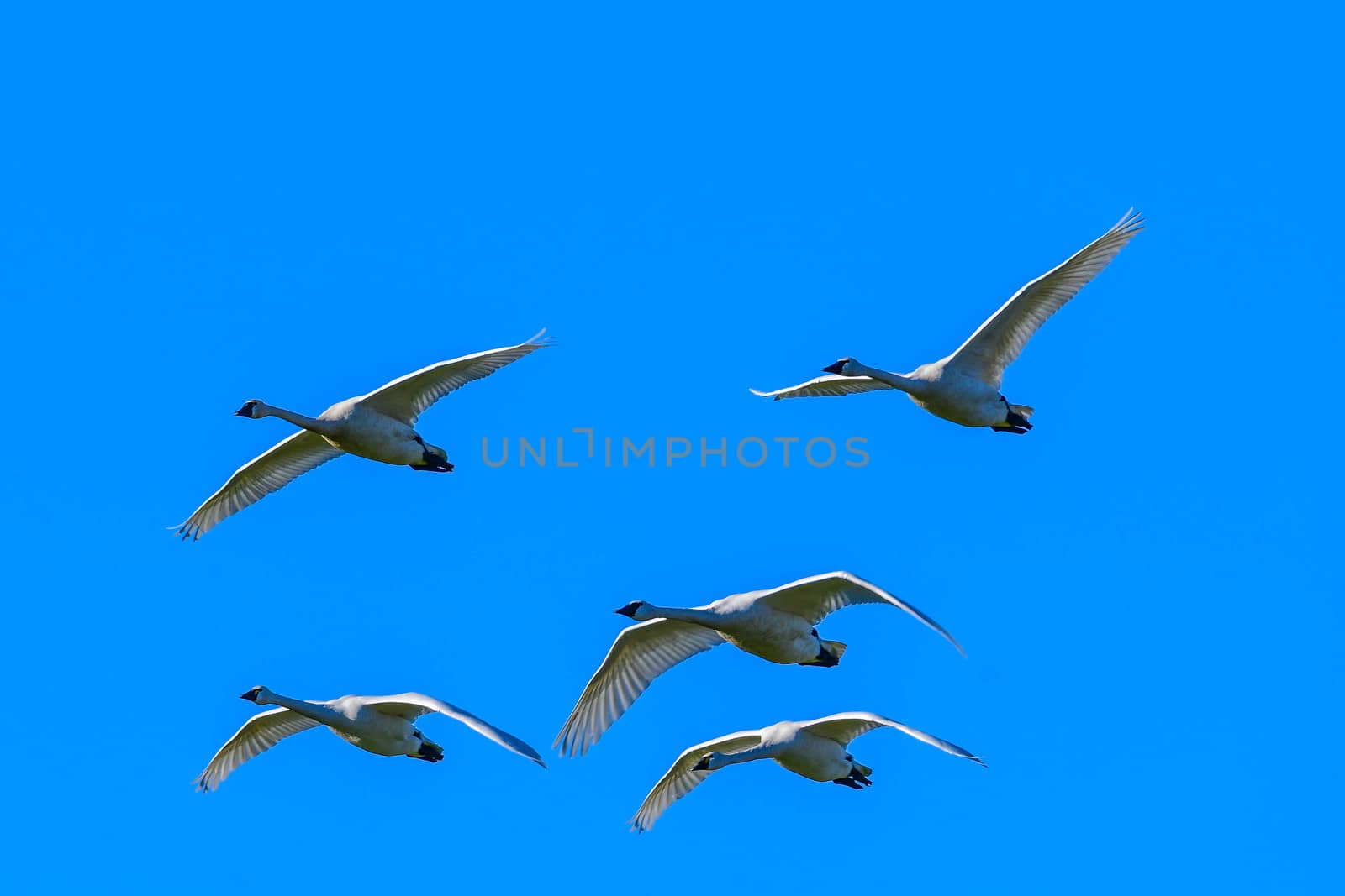 Trumpeter Swans in Flight against a clear blue sky in Washington's Skagit Valley