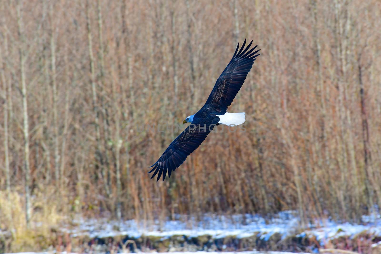 Eagle on Nooksack River in Northern Washington State. by cestes001