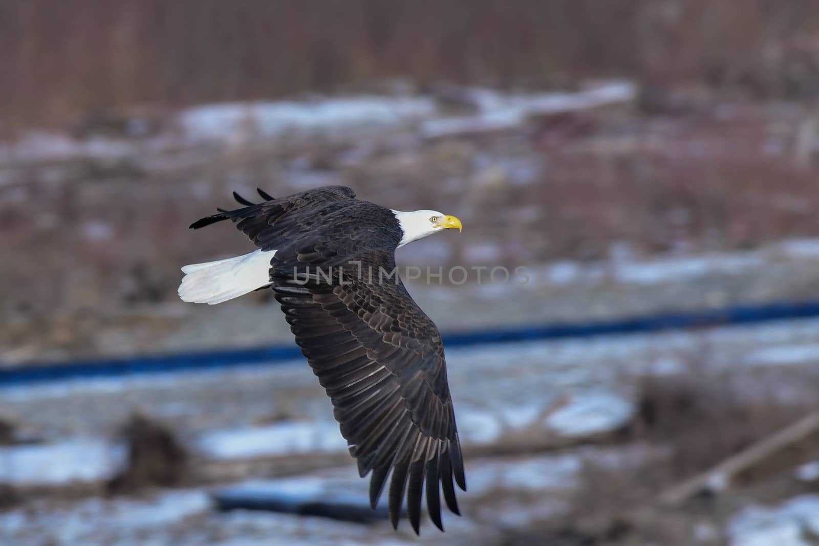 Eagle in Flight on the Nooksack River on a sunny, winter day.