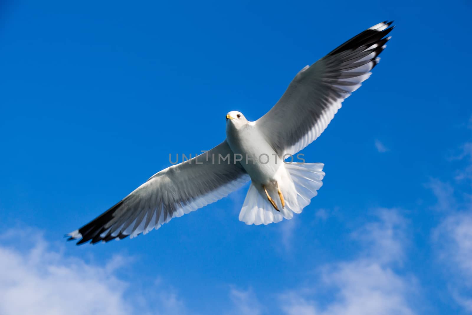 Seagull is  flying in sky over the sea waters