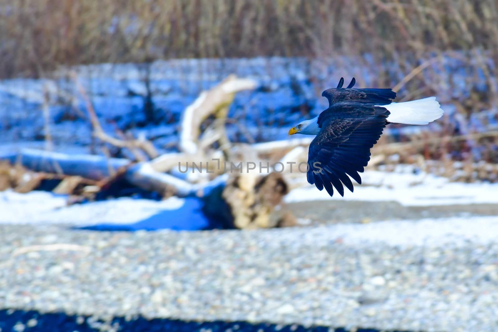 Eagle in Flight on the Nooksack River on a sunny, winter day.