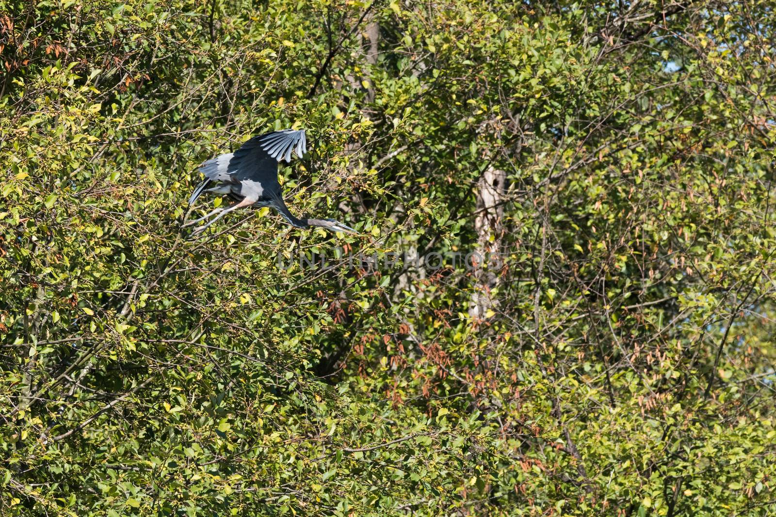 Great Blue Herron in Flight over Jetty Island, Everetty, WA