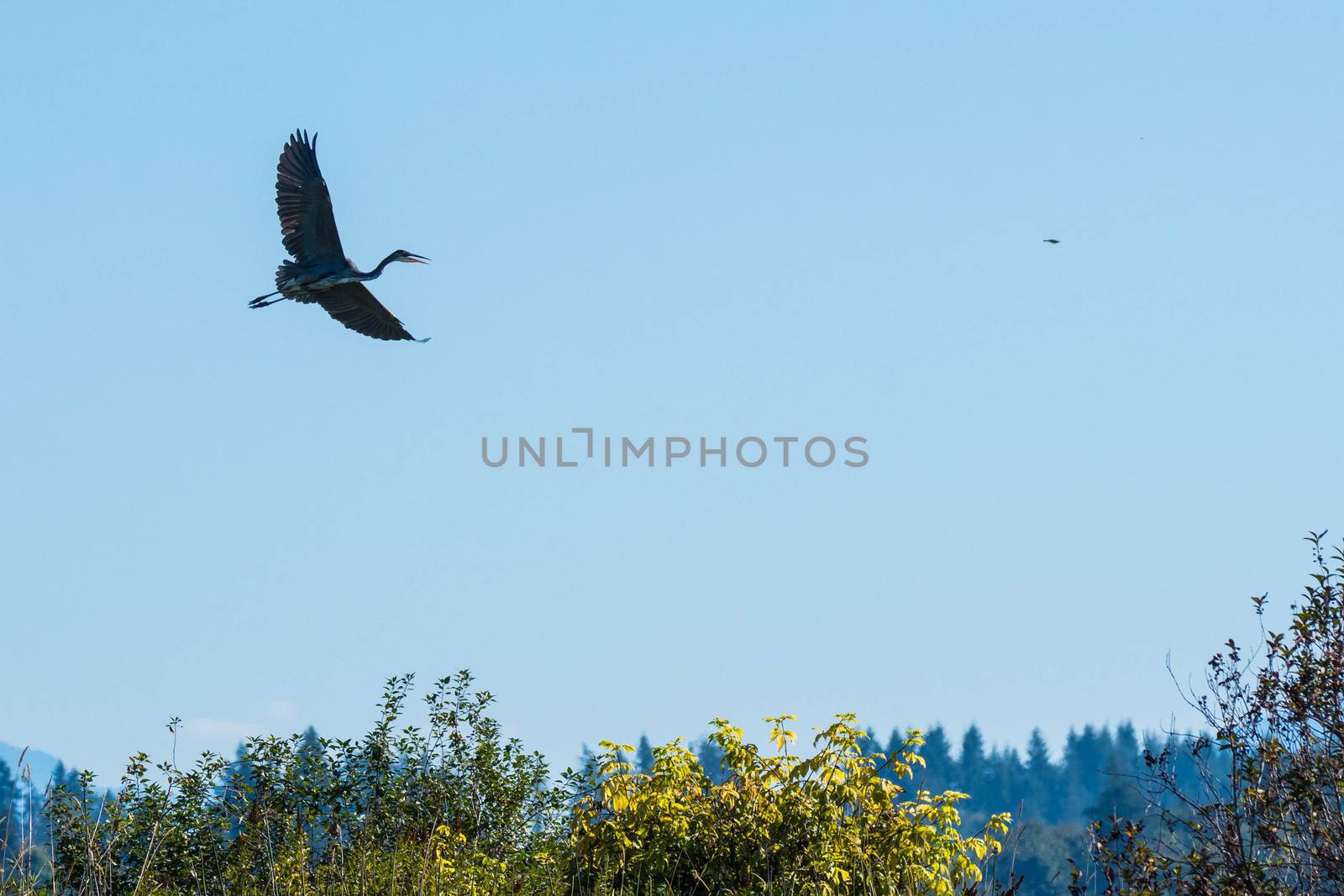 Great Blue Herron - Snohomish River by cestes001