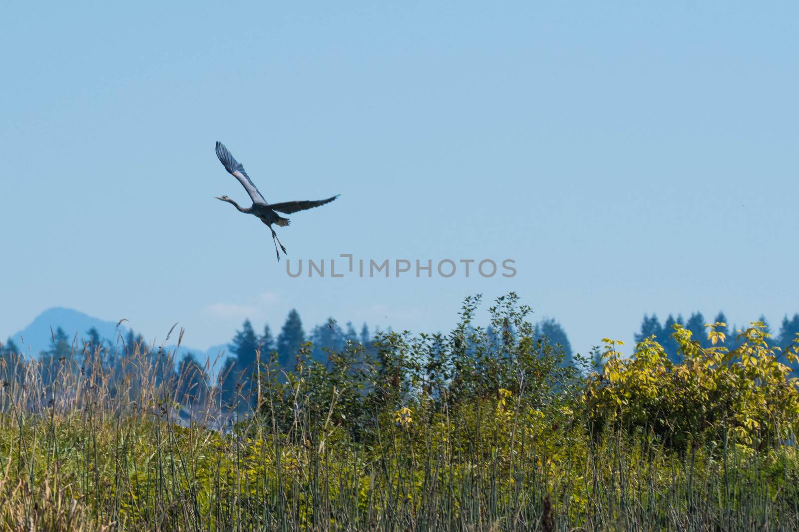Great Blue Herron - Snohomish River by cestes001