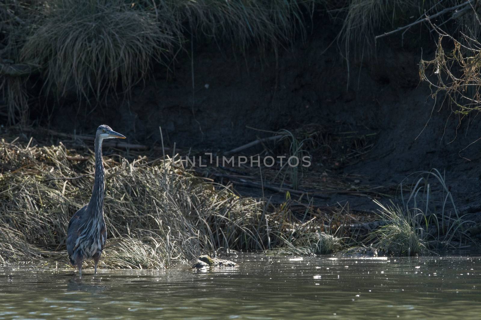 Great Blue Herron - Snohomish River by cestes001