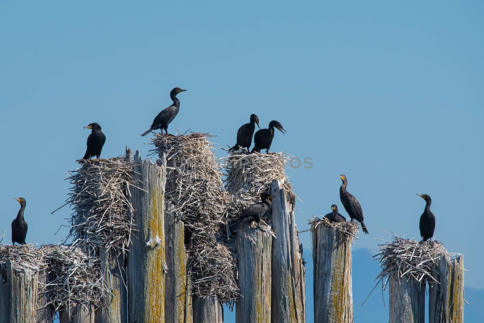 These cormorants can always be found nesting and roosting on these pilings in Steamboat Slough, Everett, WA