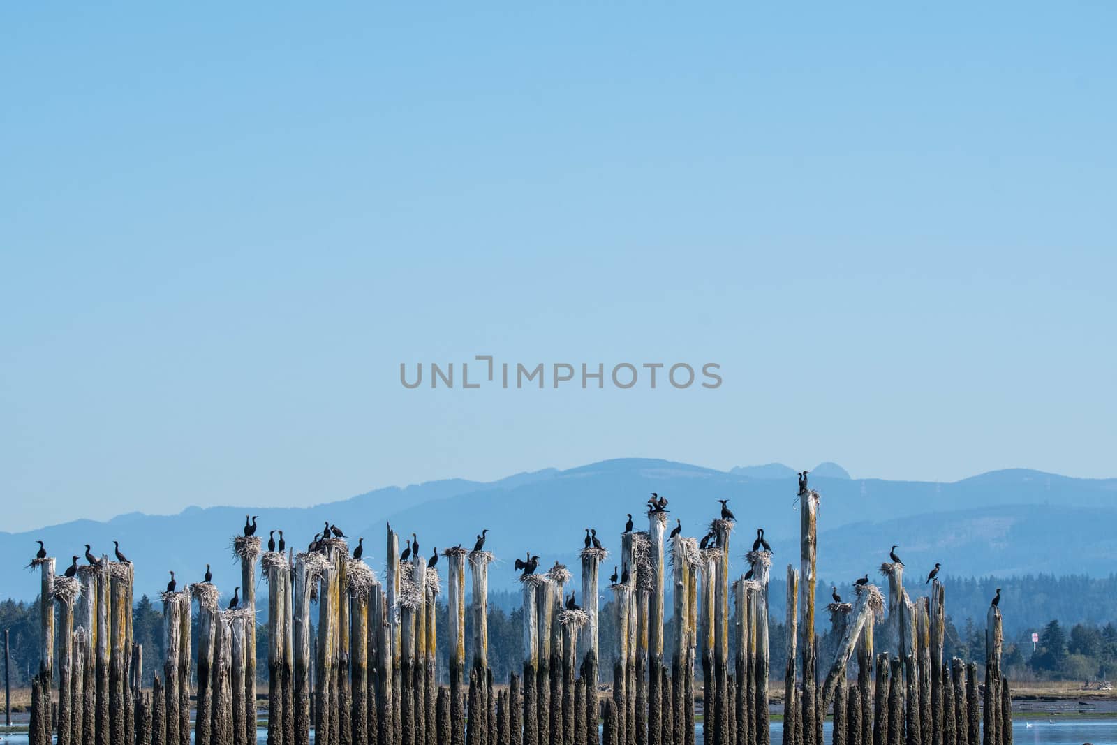 Cormorants on Pilings by cestes001