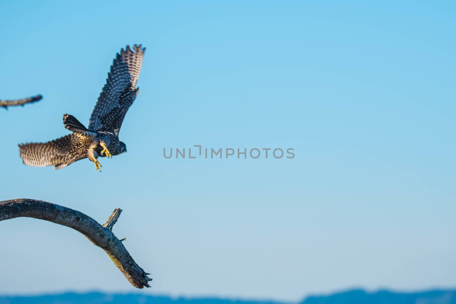 Peregrin Falcon launching ftom branch over Jetty Island Beach