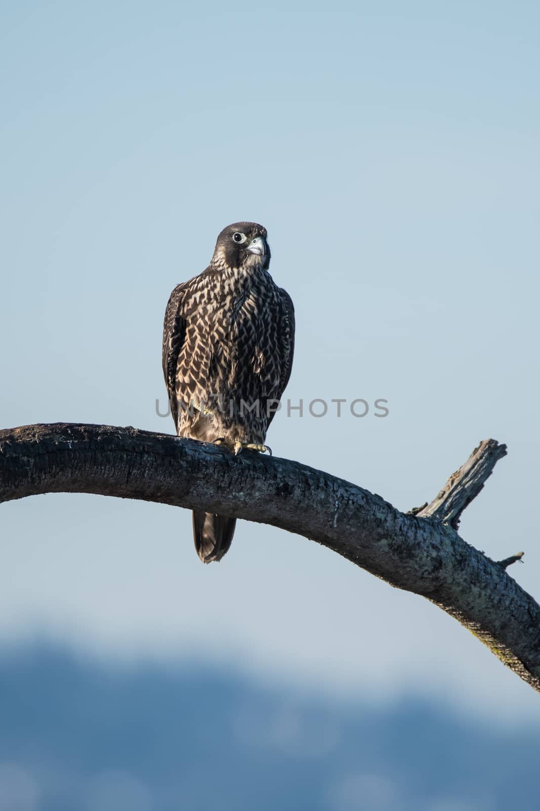 Peregrin Falcon Perched by cestes001