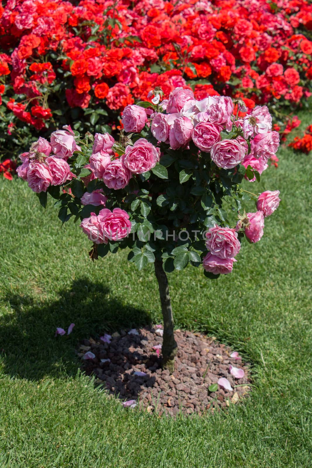 Rose tree with pink roses in a rose garden