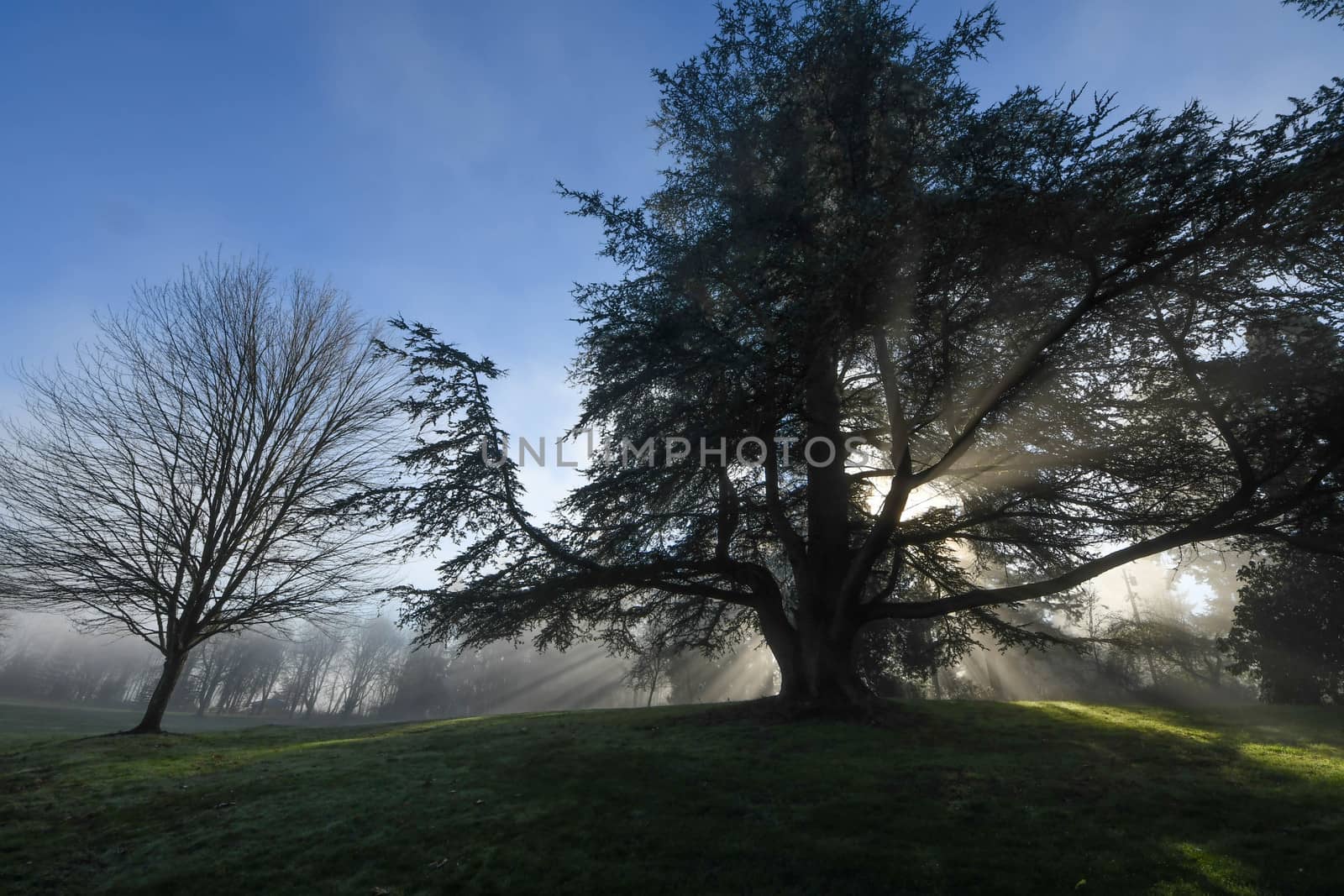 Morning sun shining through trees, casting shadows on the fog