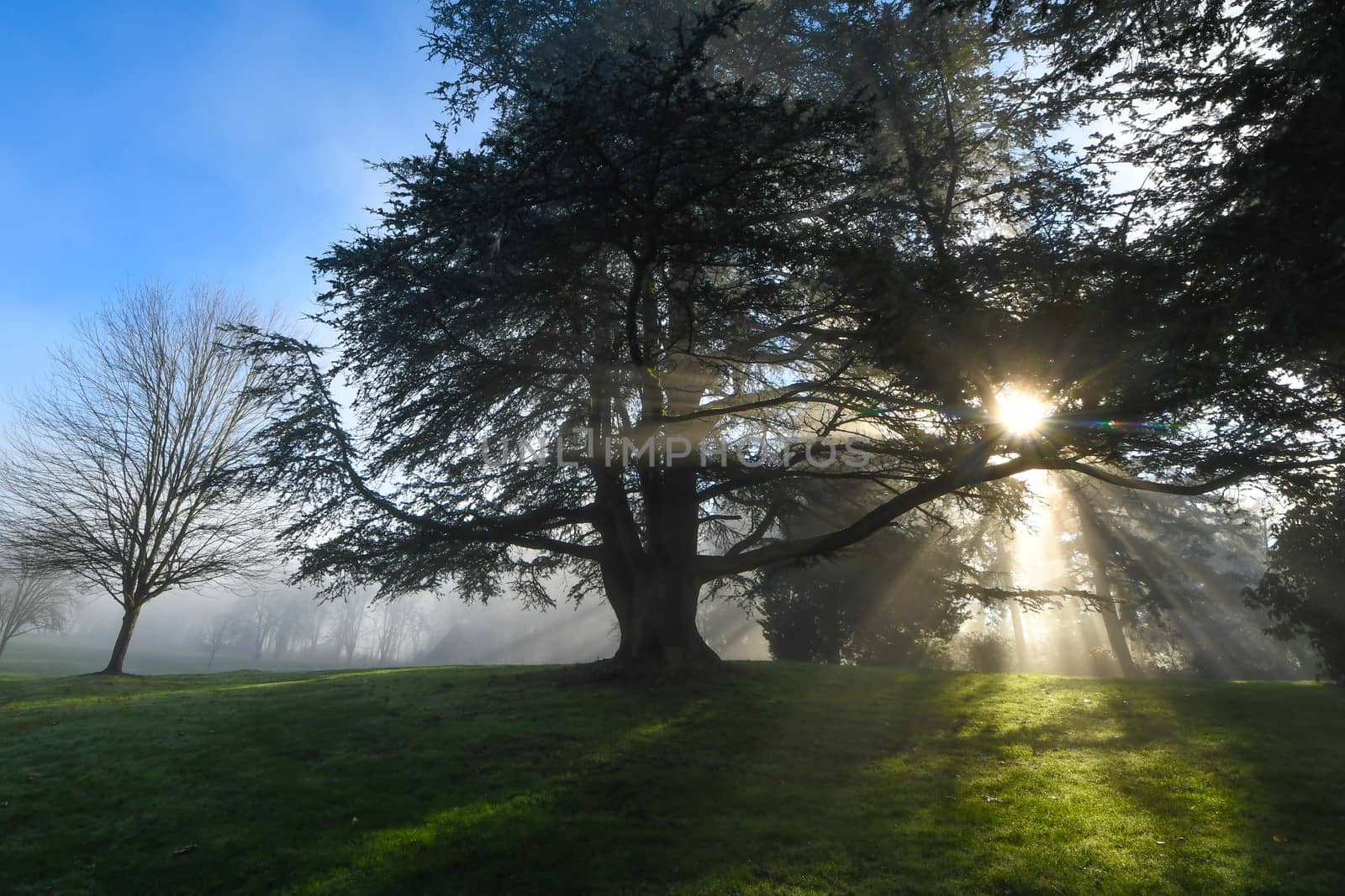 Sun rays through trees by cestes001