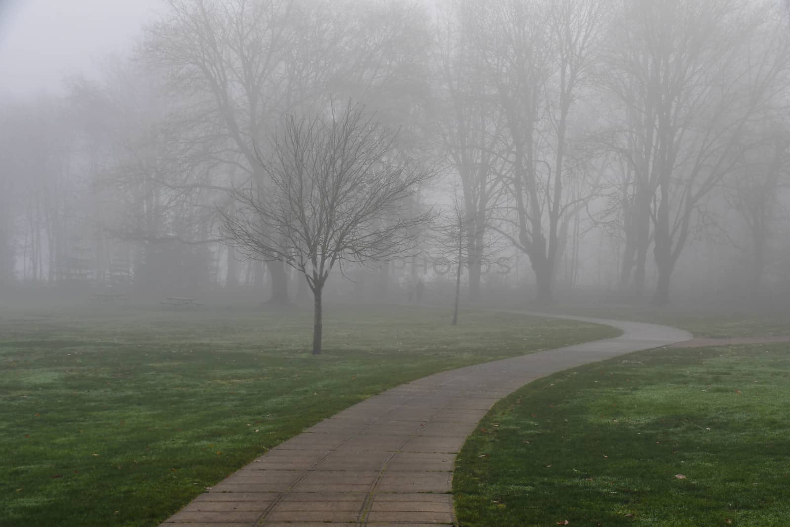 Fog, Foot Path and Trees by cestes001