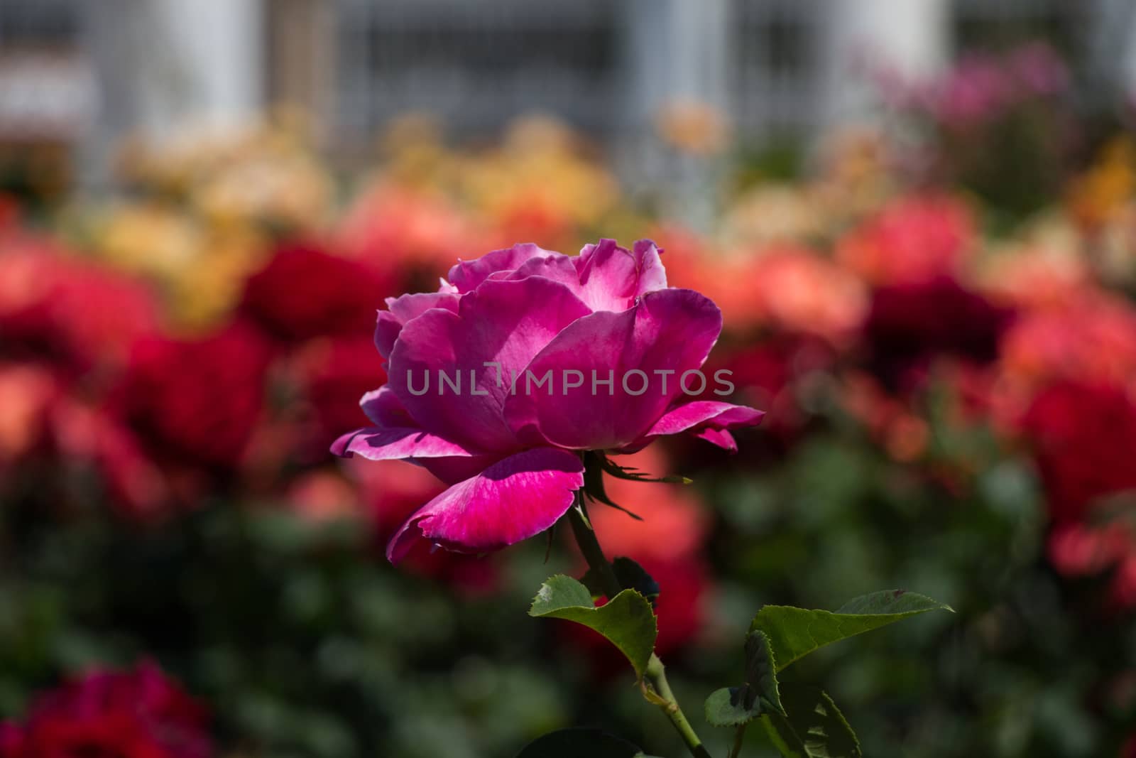 Rose garden full of beautiful fresh roses