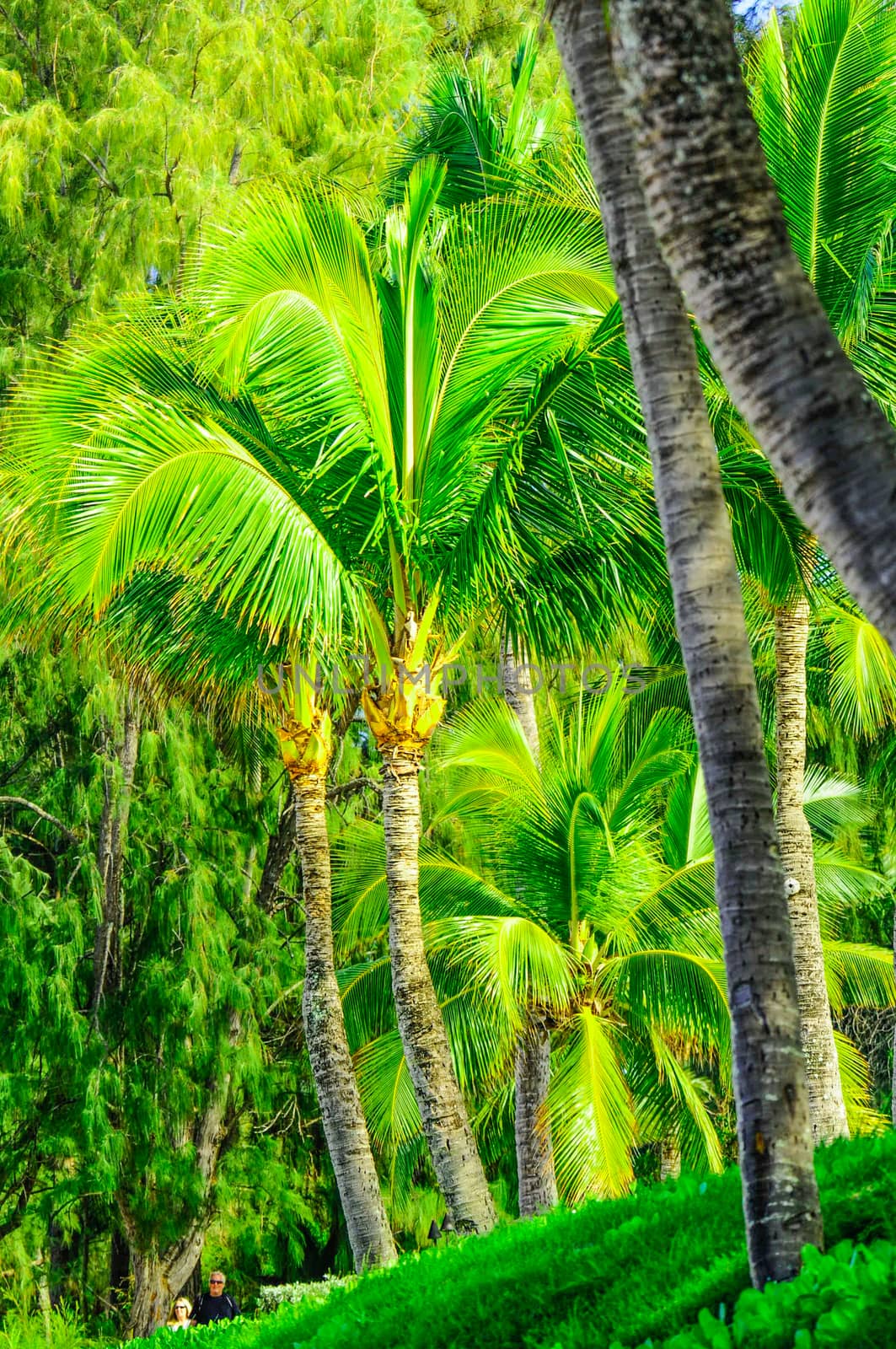 Tree scene in Maui fo Palms and other vegetation by cestes001
