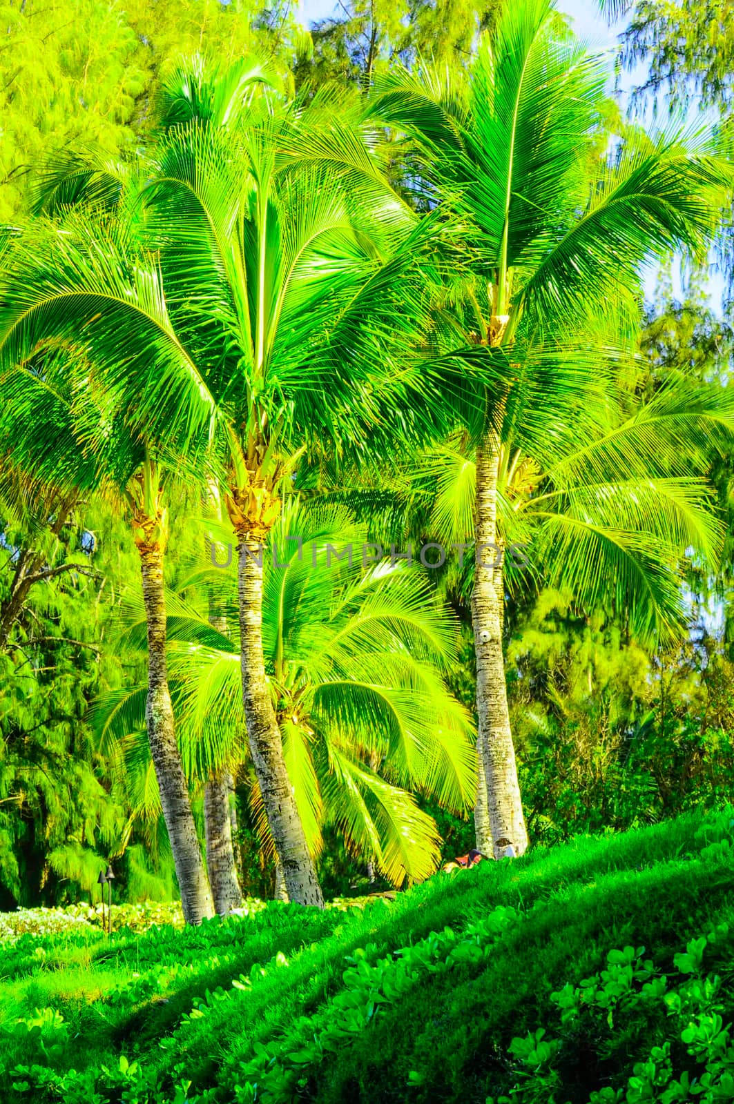 Scene on Maui of Palm trees and other vegetation on sunny day