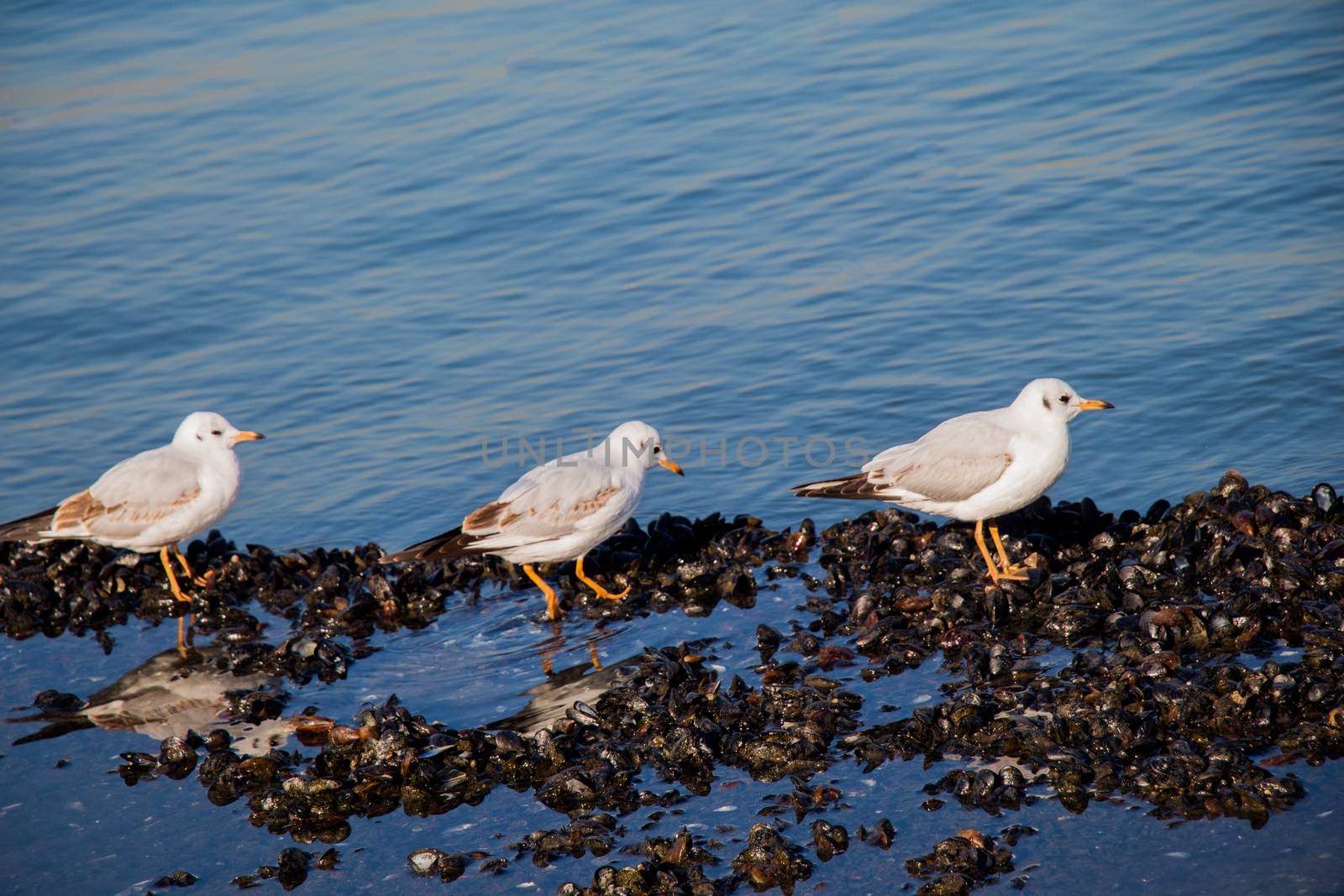 Seagull are standing on the shore by the sea